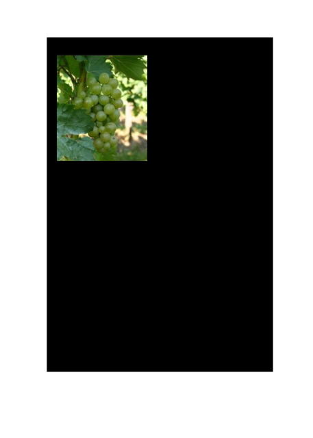 12. Tokaji Kövérszőlő 