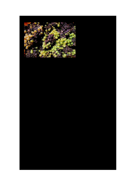 34. A Tokaji Aszú készítésének hagyományos technológiája